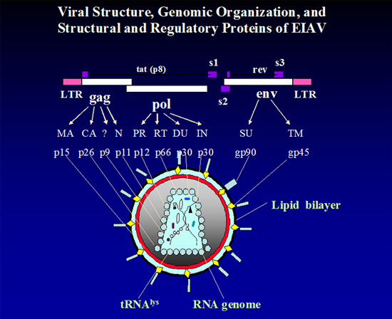 EIAV Proviral Genome